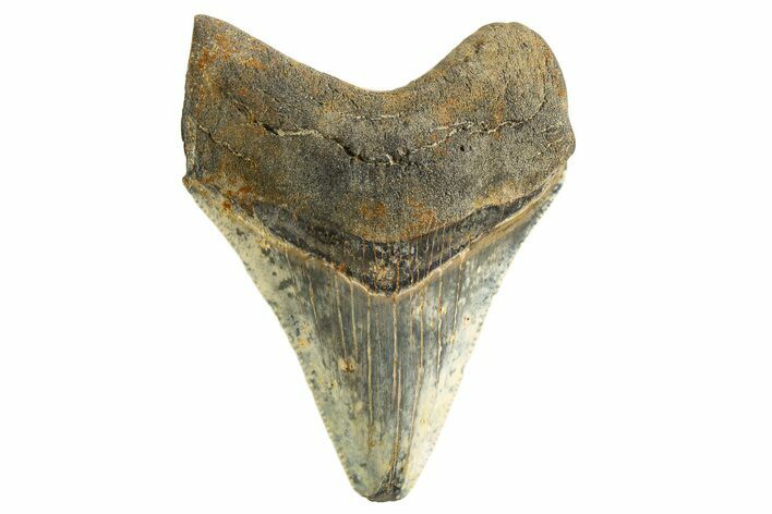 Serrated, Juvenile Megalodon Tooth - Georgia #332809